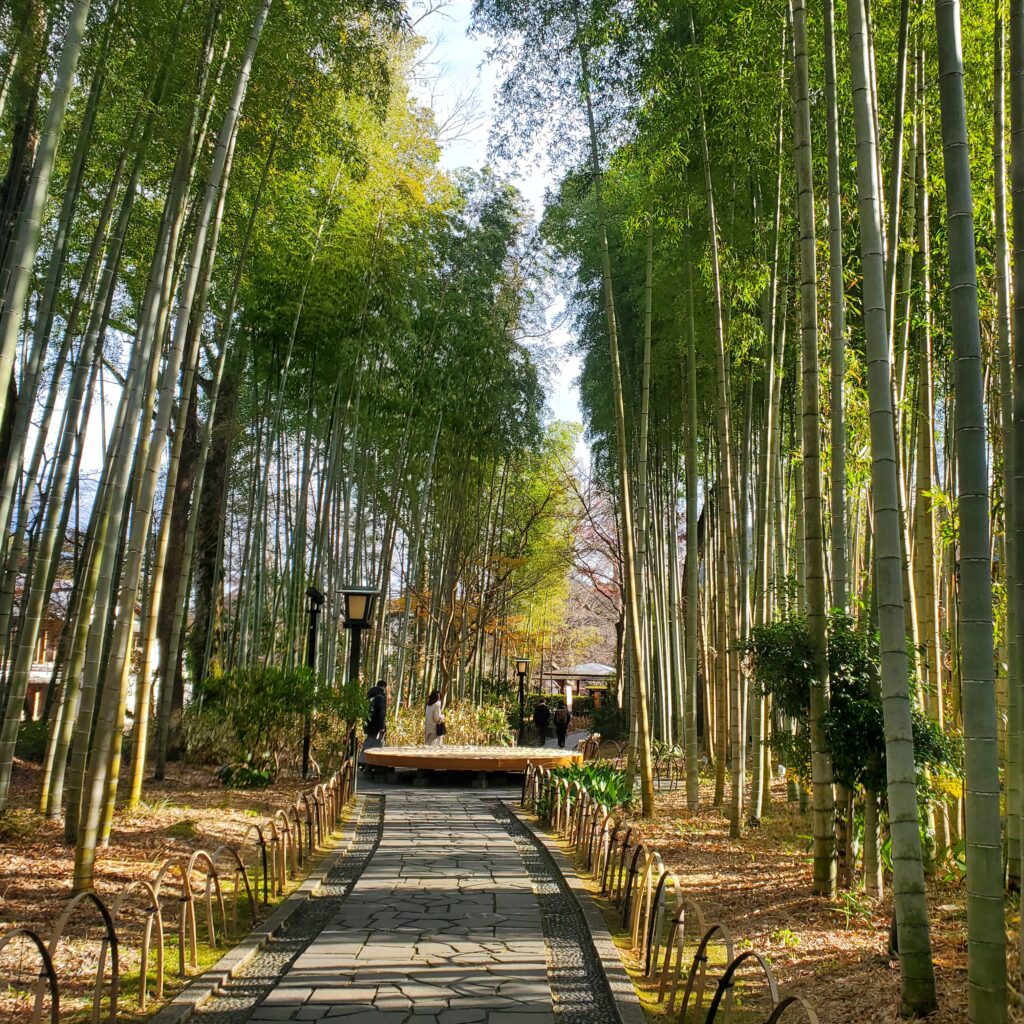 修善寺の竹林　日中